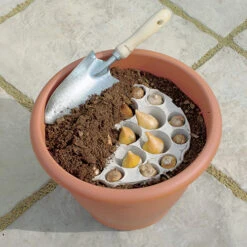 Blooming Fast Drop In Bulb Planter Tulip And Muscari Kit -Garden Centre Store 630187 2