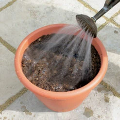 Blooming Fast Drop In Bulb Planter Tulip And Muscari Kit -Garden Centre Store 630187 3