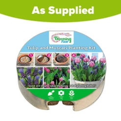 Blooming Fast Drop In Bulb Planter Tulip And Muscari Kit -Garden Centre Store 630187 4