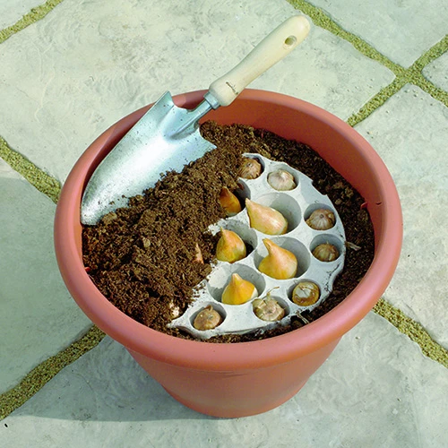 Blooming Fast Drop In Bulb Planter Tulip And Crocus Kit 3 Blooming Fast Drop In Bulb Planter Tulip And Crocus Kit - Image 3