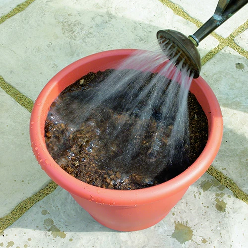 Blooming Fast Drop In Bulb Planter Tulip And Crocus Kit 4 Blooming Fast Drop In Bulb Planter Tulip And Crocus Kit - Image 4