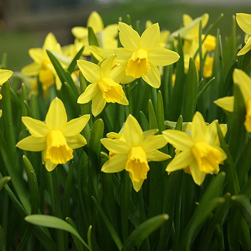 Blooming Fast Drop In Bulb Planter Narcissus And Muscari Kit 3 Blooming Fast Drop In Bulb Planter Narcissus And Muscari Kit - Image 3