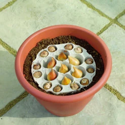 Blooming Fast Drop In Bulb Planter Narcissus And Muscari Kit 8 Blooming Fast Drop In Bulb Planter Narcissus And Muscari Kit -Garden Centre Store 630189 3