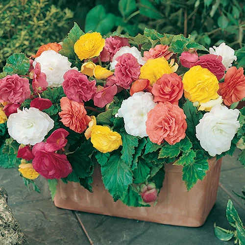 Belgian Giant Flowered Upright Begonias 1 Belgian Giant Flowered Upright Begonias