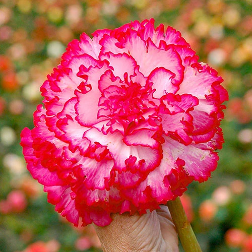 Belgian Giant Flowered Upright Begonias 2 Belgian Giant Flowered Upright Begonias - Image 2