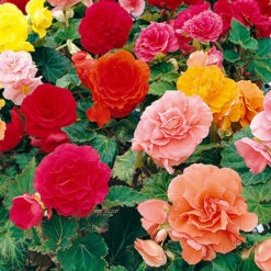 Belgian Giant Flowered Upright Begonias 7 Belgian Giant Flowered Upright Begonias -Garden Centre Store 630192 2