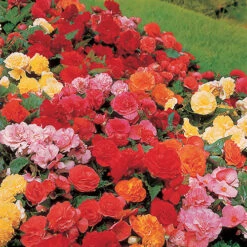 Belgian Giant Flowered Upright Begonias 8 Belgian Giant Flowered Upright Begonias -Garden Centre Store 630192 3