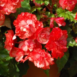 Belgian Giant Begonias - 10 Upright And 10 Trailers -Garden Centre Store 630194 5