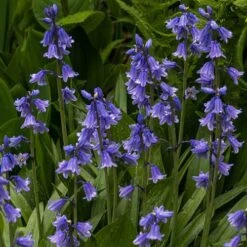 Complete "In The Green" Bulb Saver Collection -Garden Centre Store 630203 2