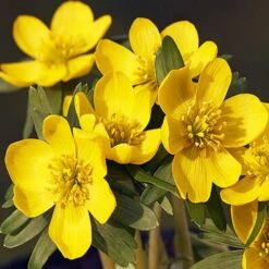 Complete "In The Green" Bulb Saver Collection -Garden Centre Store 630203 4