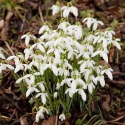 Complete "In The Green" Bulb Saver Collection -Garden Centre Store 630203 5