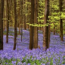 Complete "In The Green" Bulb Saver Collection -Garden Centre Store 630203 6