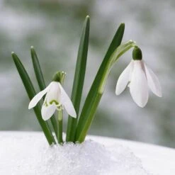 Complete "In The Green" Bulb Saver Collection -Garden Centre Store 630203 7