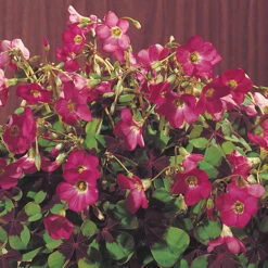 Summer Flowering Balcony Plant-O-Mat -Garden Centre Store 630217 3