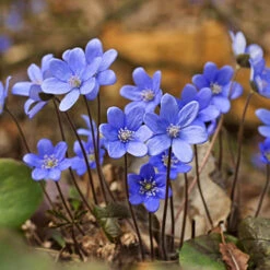 Summer Flowering Balcony Plant-O-Mat -Garden Centre Store 630217 6