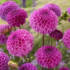 Dahlia Pom Pom Mix -Garden Centre Store 630320 2