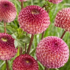 Dahlia Pom Pom Mix -Garden Centre Store 630320 3