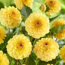 Dahlia Pom Pom Mix -Garden Centre Store 630320 4
