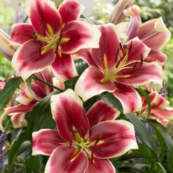 Skyscraper Lily Collection 11 Skyscraper Lily Collection -Garden Centre Store 630326 3