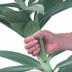 Skyscraper Lily Collection 14 Skyscraper Lily Collection -Garden Centre Store 630326 6