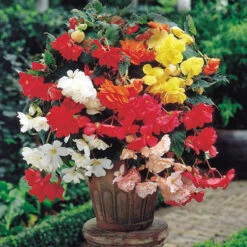 Begonia Giant Fantasy Mix -Garden Centre Store 630372 2