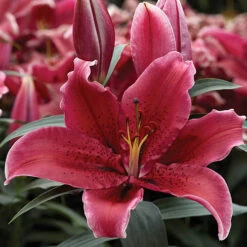 'King Charles' Lily -Garden Centre Store 650131 2