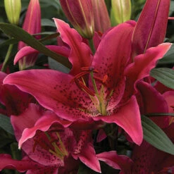 'King Charles' Lily -Garden Centre Store 650131 3