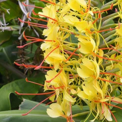 Hardy Ginger Lily - Hedychium -Garden Centre Store 660003 2
