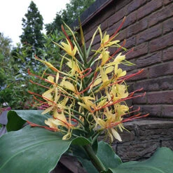 Hardy Ginger Lily - Hedychium -Garden Centre Store 660003 3