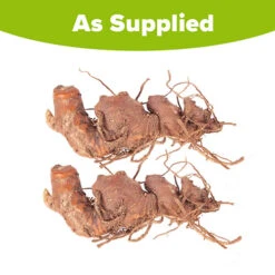 Hardy Ginger Lily - Hedychium -Garden Centre Store 660003 4