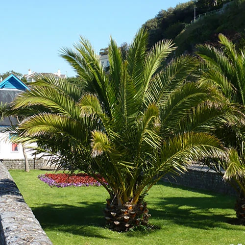 Phoenix Canariensis 'Canary Island Date Palm' 1 Phoenix Canariensis 'Canary Island Date Palm'