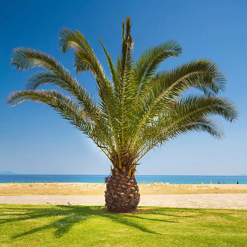 Phoenix Canariensis 'Canary Island Date Palm' 2 Phoenix Canariensis 'Canary Island Date Palm' - Image 2
