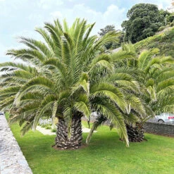 Phoenix Canariensis 'Canary Island Date Palm' 10 Phoenix Canariensis 'Canary Island Date Palm' -Garden Centre Store 680005 2