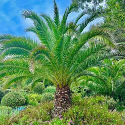 Phoenix Canariensis 'Canary Island Date Palm' 11 Phoenix Canariensis 'Canary Island Date Palm' -Garden Centre Store 680005 3