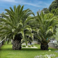 Phoenix Canariensis 'Canary Island Date Palm' 12 Phoenix Canariensis 'Canary Island Date Palm' -Garden Centre Store 680005 4