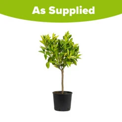 Large Orange Tree 9 Large Orange Tree -Garden Centre Store 680019 4