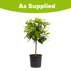 Large 'Eureka' Lemon Tree 9 Large 'Eureka' Lemon Tree -Garden Centre Store 680020 4