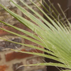 Cotton Palm Washingtonia -Garden Centre Store 680024 2