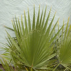 Cotton Palm Washingtonia -Garden Centre Store 680024 4