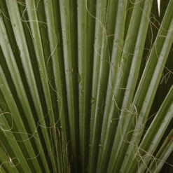 Cotton Palm Washingtonia -Garden Centre Store 680024 6