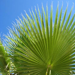 Cotton Palm Washingtonia -Garden Centre Store 680024 7