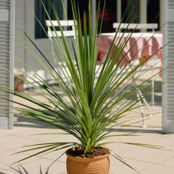 Cordyline Australis -Garden Centre Store 680026 4