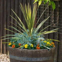 Cordyline Australis -Garden Centre Store 680026 5