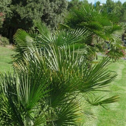Hardy Fan Palm Chamaerops Humilis 6 Hardy Fan Palm Chamaerops Humilis -Garden Centre Store 680029 2
