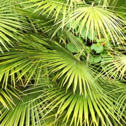 Hardy Fan Palm Chamaerops Humilis 7 Hardy Fan Palm Chamaerops Humilis -Garden Centre Store 680029 3