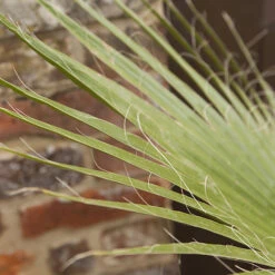 Cotton Palm Washingtonia Robusta -Garden Centre Store 680048 2