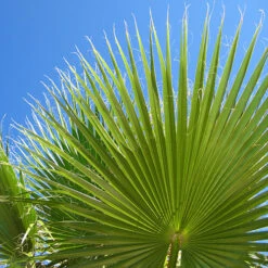 Cotton Palm Washingtonia Robusta -Garden Centre Store 680048 4