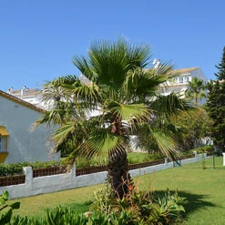 Cotton Palm Washingtonia Robusta -Garden Centre Store 680048 6