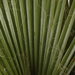 Cotton Palm Washingtonia Robusta -Garden Centre Store 680048 7