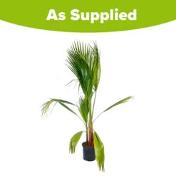 Cotton Palm Washingtonia Robusta -Garden Centre Store 680048 8